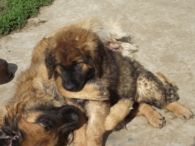 des amours de léos - 3 mois BB GHOST et CHAMAN