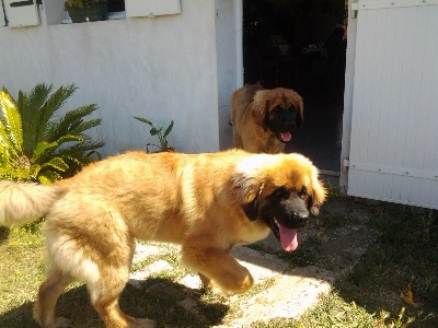 des amours de léos - IRKO en visite chez ILEO