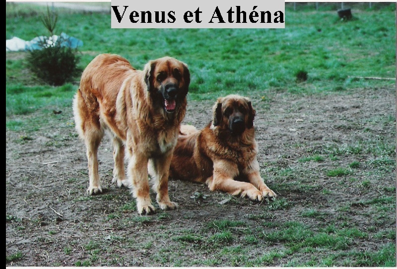 Venus des amours de léos