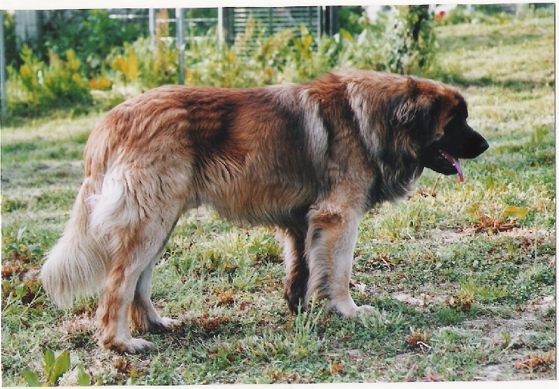 Ulysse des amours de léos
