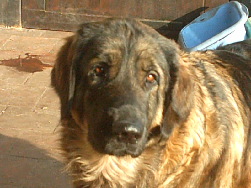 Sheila des amours de léos