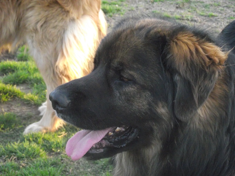 Chinook des amours de léos