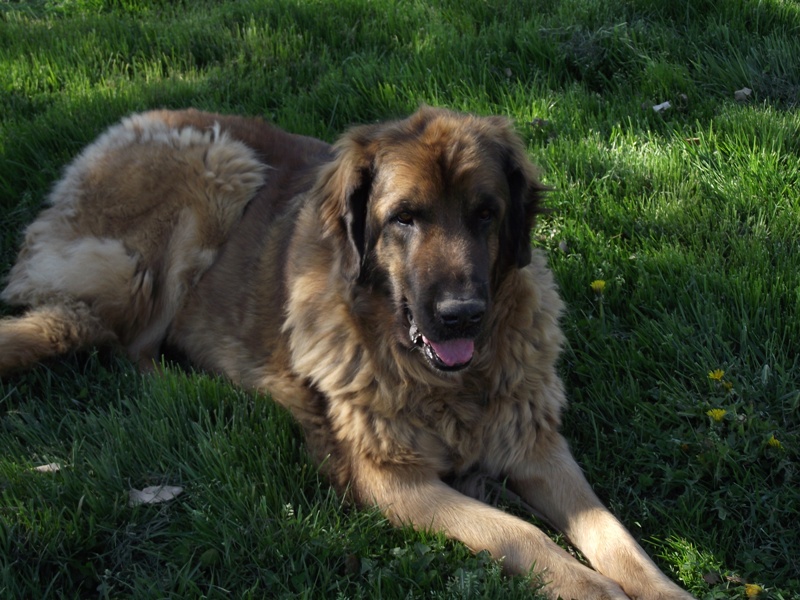 Athena nuance pli du soleil