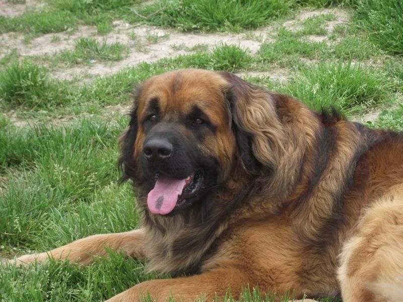 Irko des amours de léos