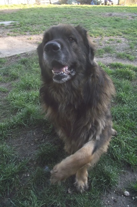des amours de léos - CHINOOK 9 ANS