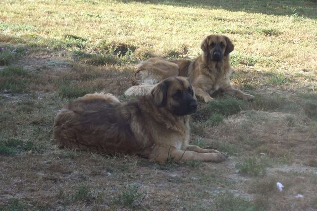 des amours de léos - HOPE a 5ans !...
