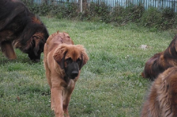 des amours de léos - Les BB ont 6 mois...