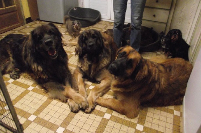 des amours de léos - TRIO SYMPA