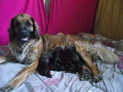 des amours de léos - PHOTOS DES BB