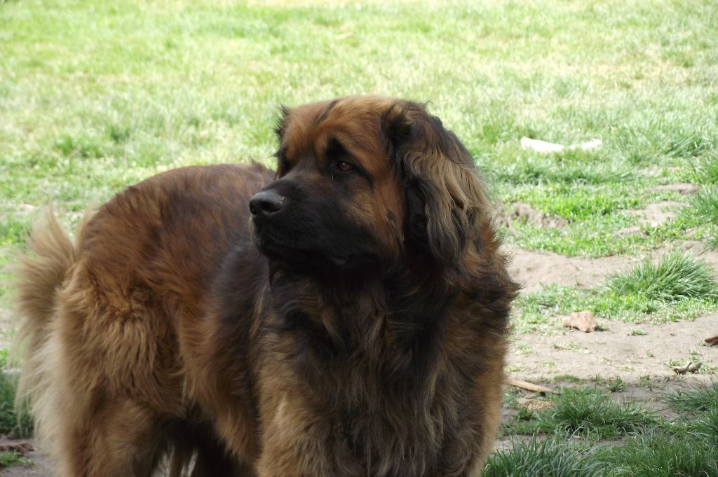 des amours de léos - Une belle photo de KOKO