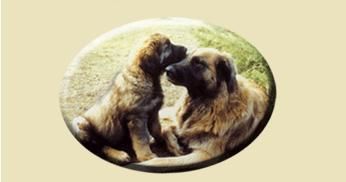 des amours de léos - SITE R.H.E.A.