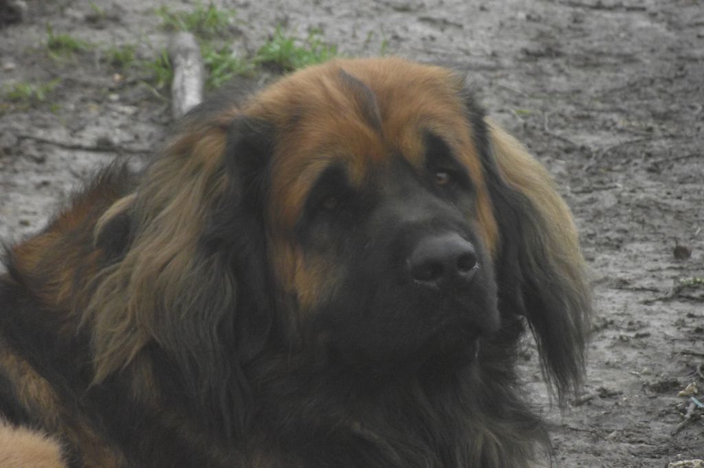 des amours de léos - IRKO a 4 ans