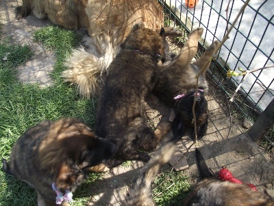 des amours de léos - Photos des BB à 8 semaines