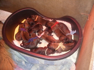 des amours de léos - ANNIVERSAIRE de la portée 2010