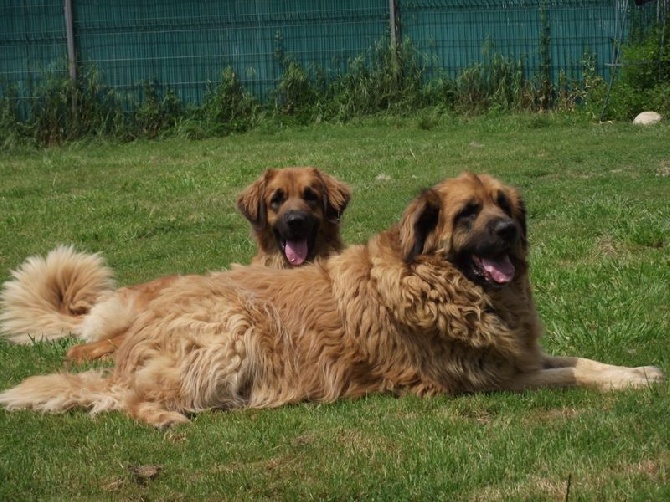des amours de léos - ANNIVERSAIRE BB 2008